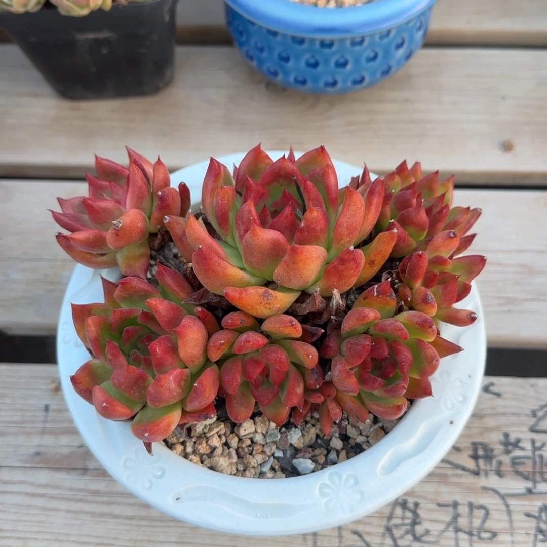 菩萨群生五十包邮老桩