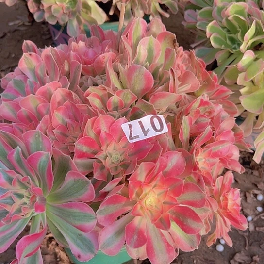 @***子多肉植物一个男神