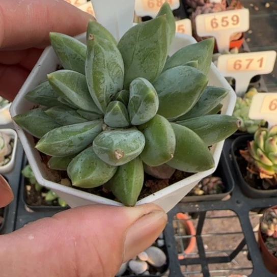 674重楼一物一拍多肉