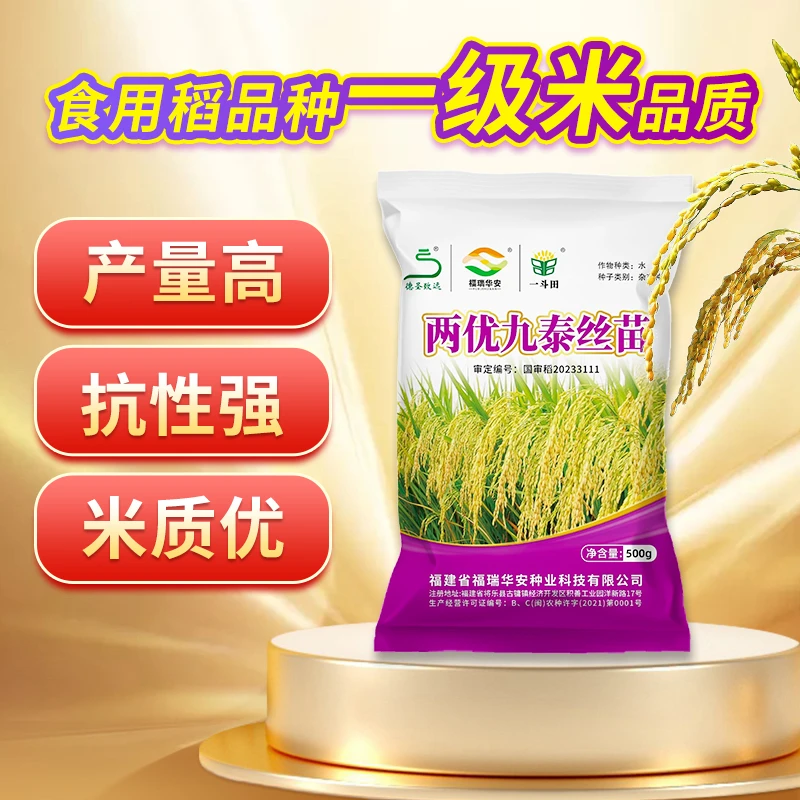 【国审高产稻】两优九泰丝苗杂交水稻稻谷种子超高产一级米质抗倒商品图