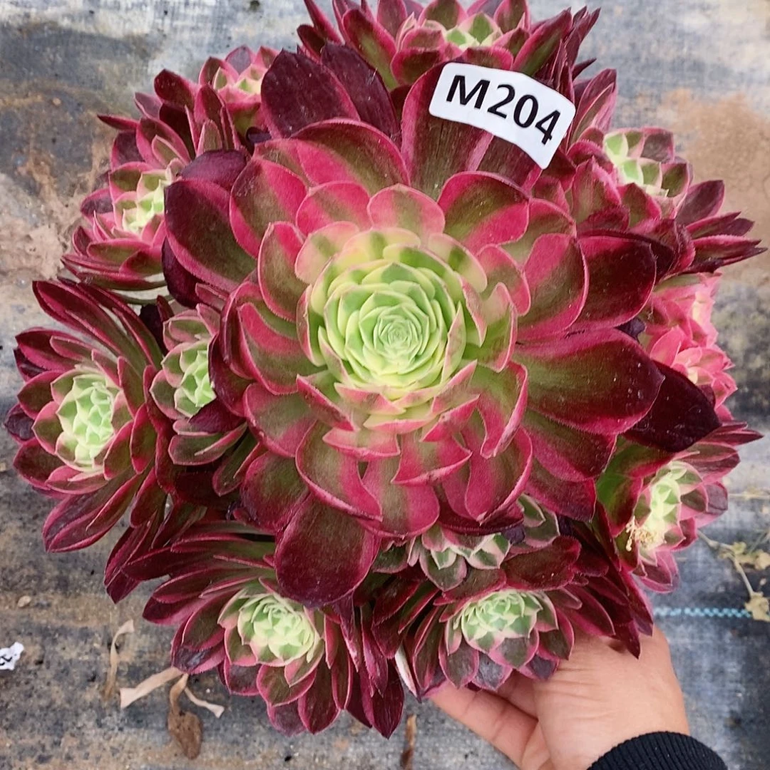 204海王555555多肉