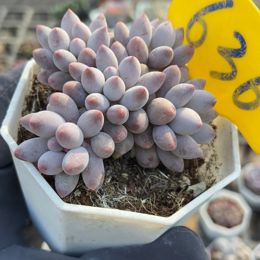 636婴儿手指多肉植物