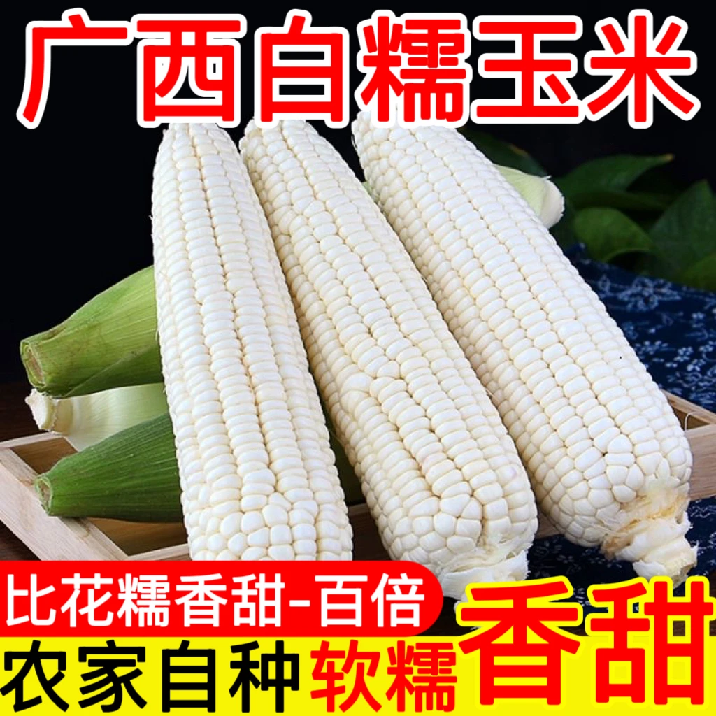 广西牛奶爆浆白糯玉米新鲜现摘香甜软糯农家种嫩玉米棒子水果蔬菜