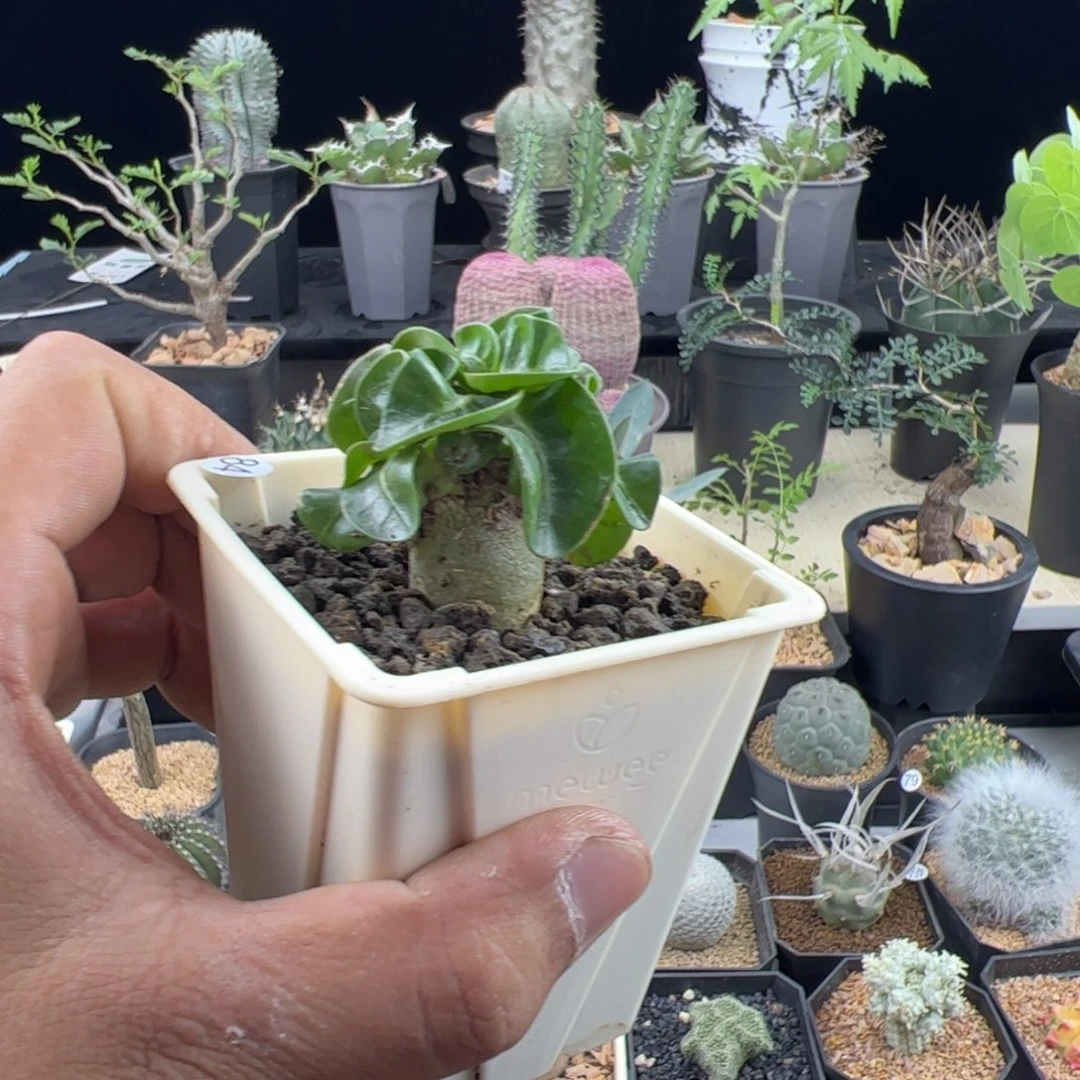 卡汉羊角一物一拍带盆发