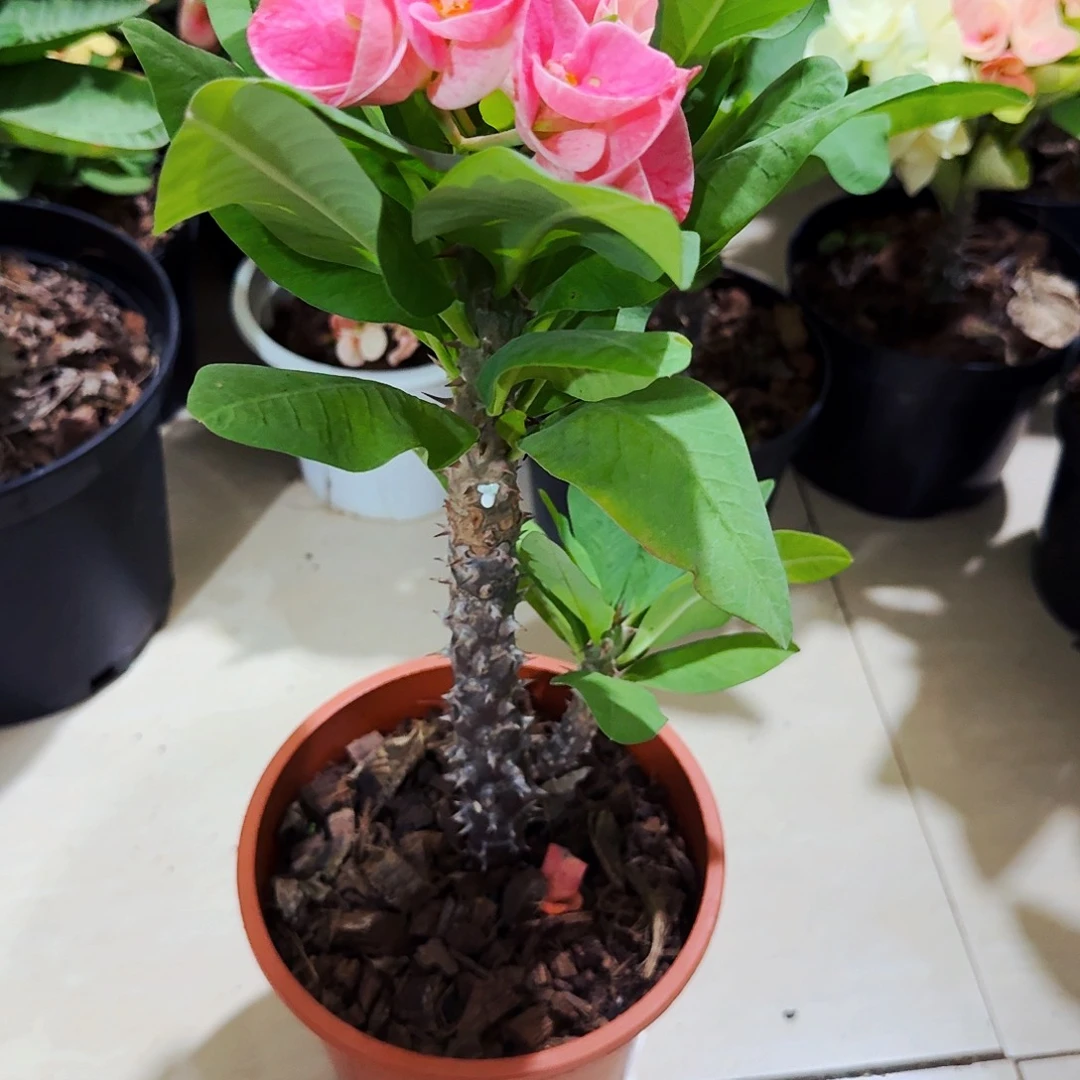 高***山完全开放草莓冰直播间一物一拍