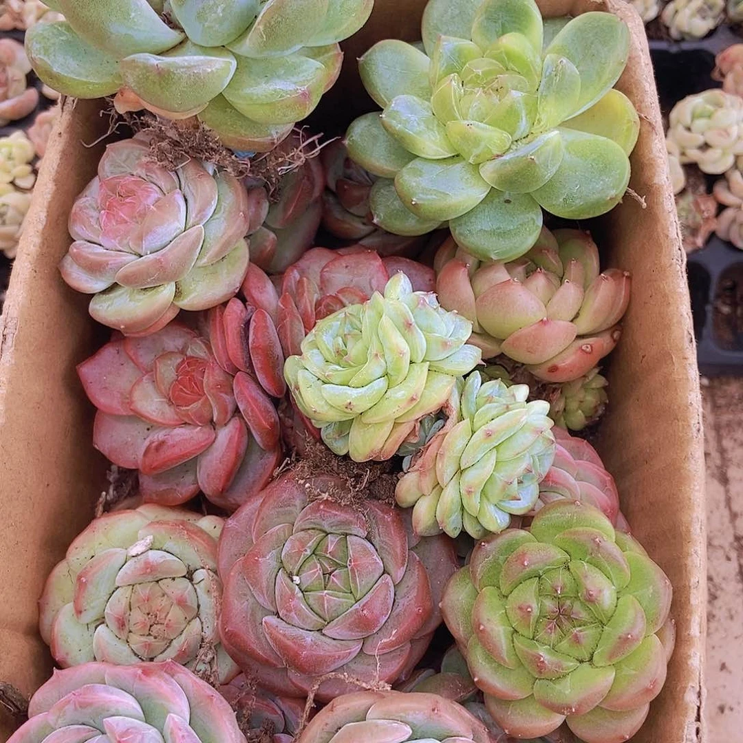 000000000002量拍保底20颗