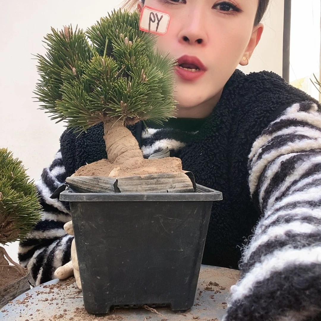 无花朵植物形态多年生草本