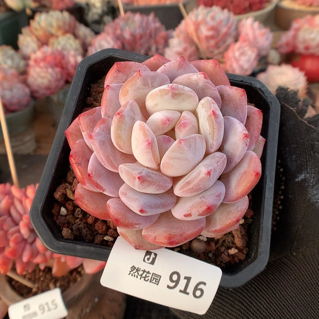 916雪天使多肉植物66666
