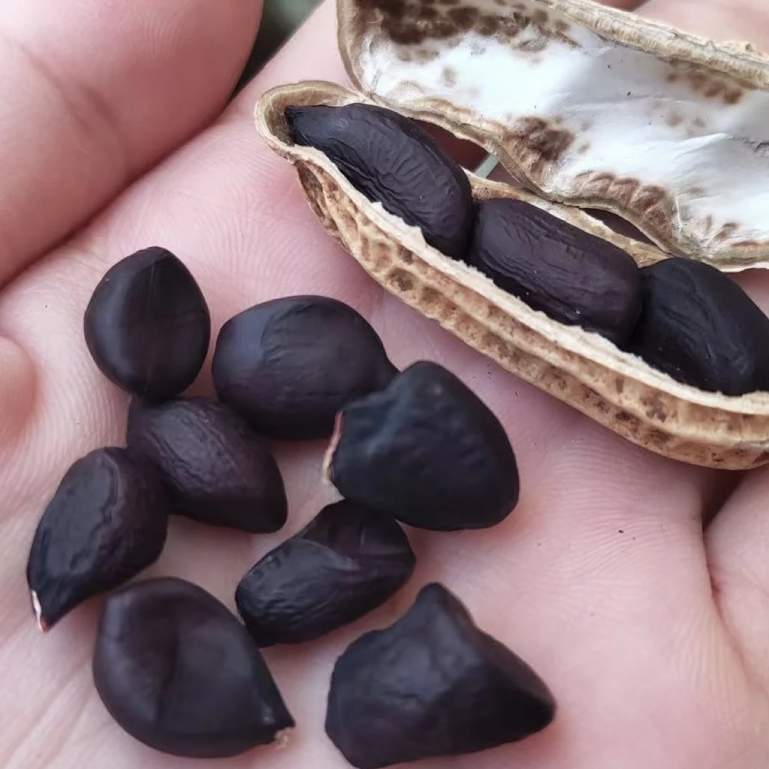 云南自种新鲜黑花生现挖新鲜带壳带泥发货