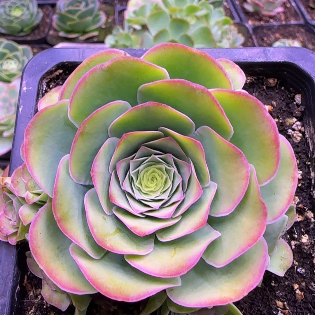 捧花7厘米粉红玫瑰12434535535335