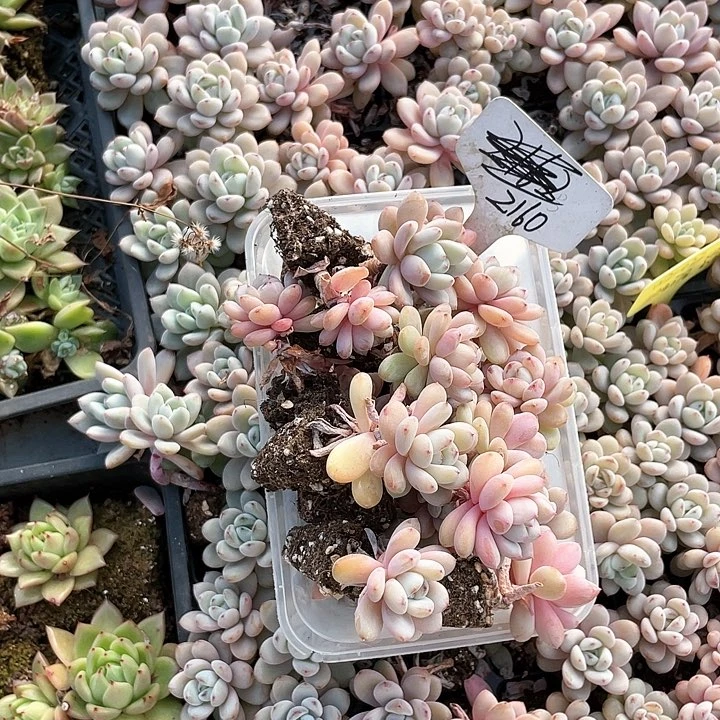 薇薇安园艺多肉2160