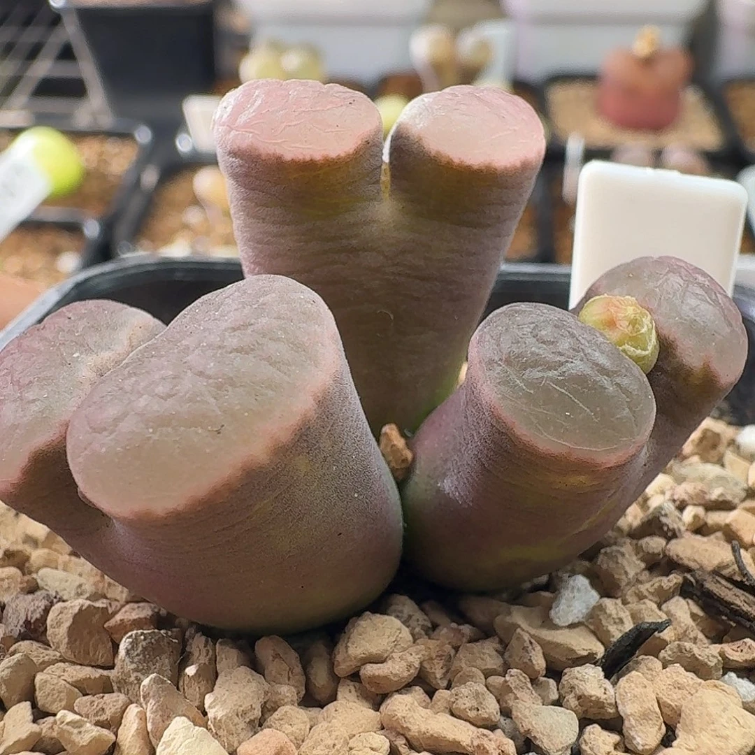 磁铁三头群生风铃玉
