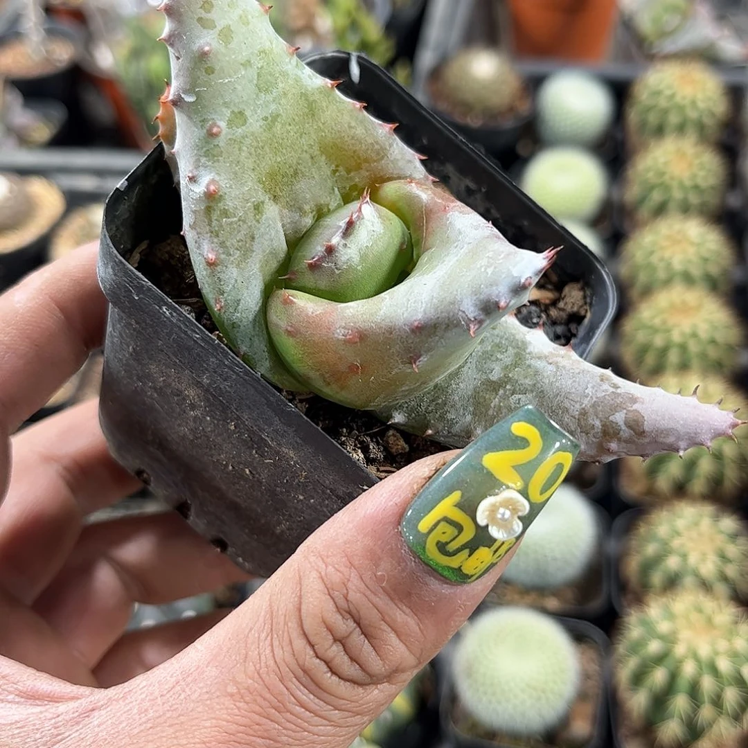 元宝芦荟单头发货有根