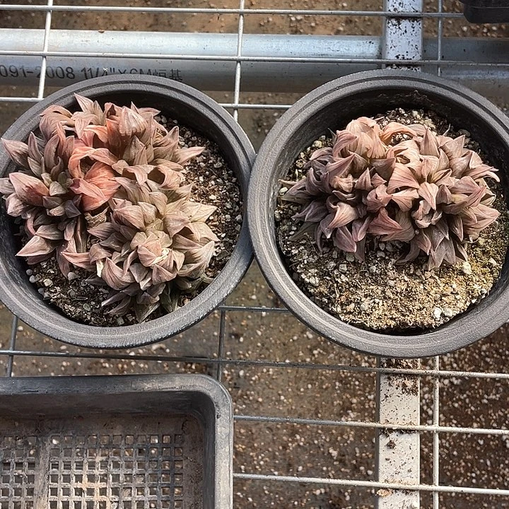 1715。     两盆。