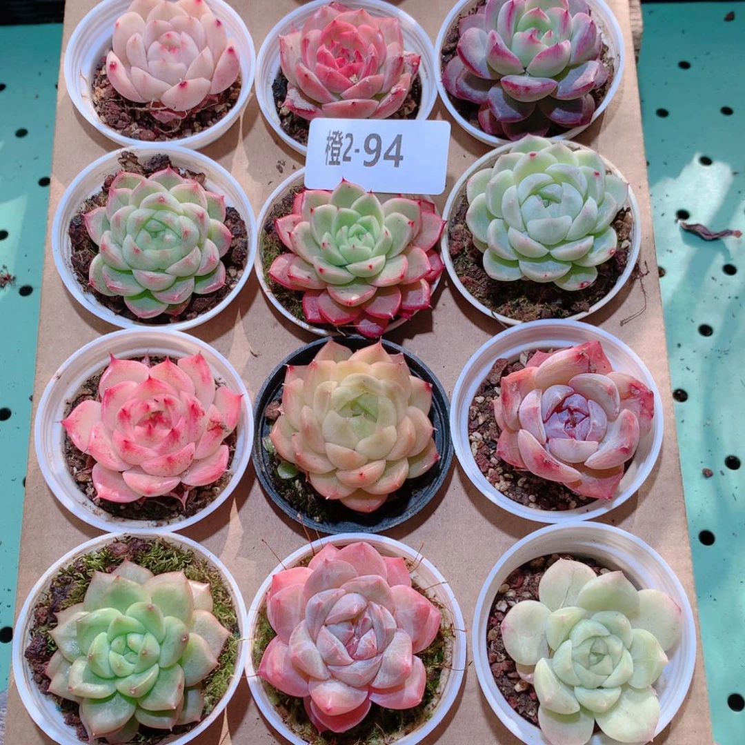 2-94一物一拍多肉带盆18颗