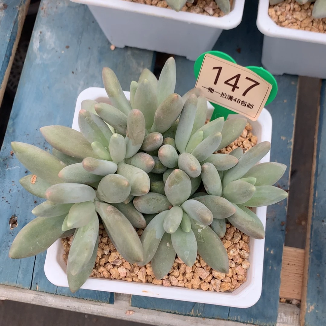 白兰地无砍平头147