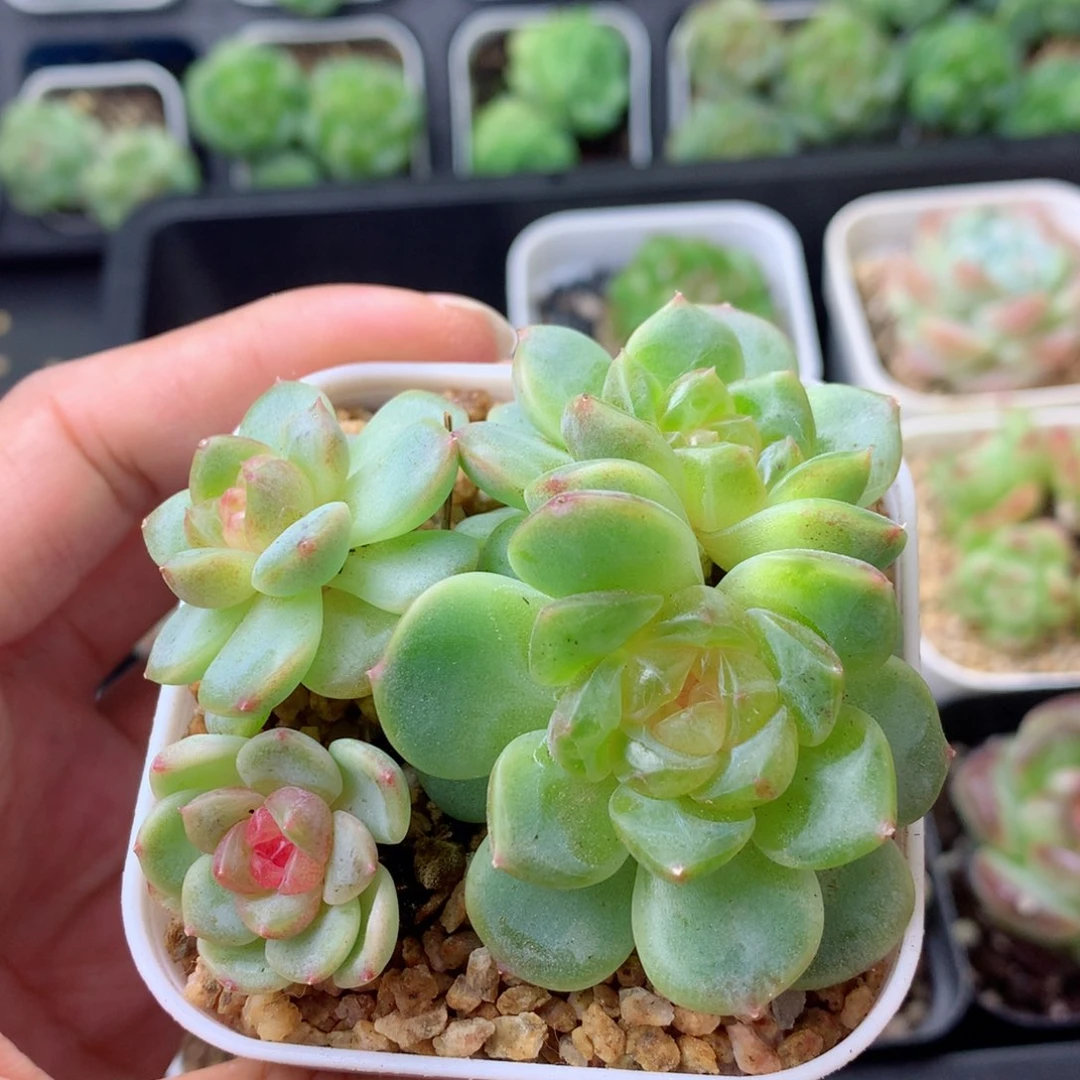 58包邮  群生不包整 26