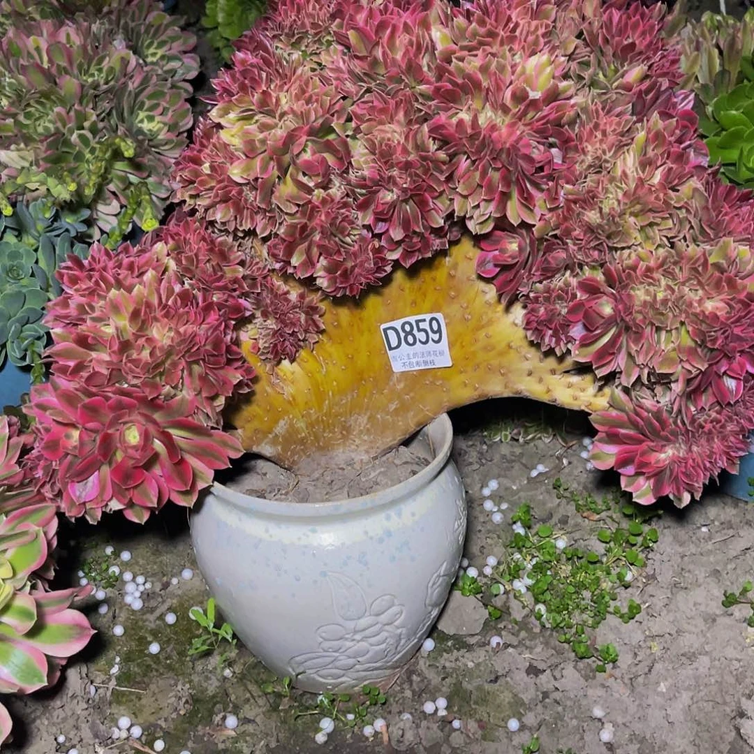 法师法师15-5包邮fa' s