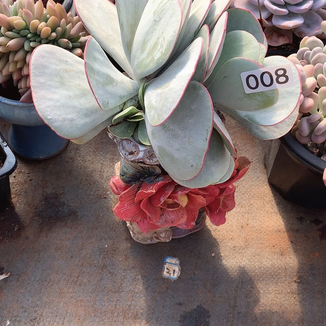 008白眉 一物一拍多肉