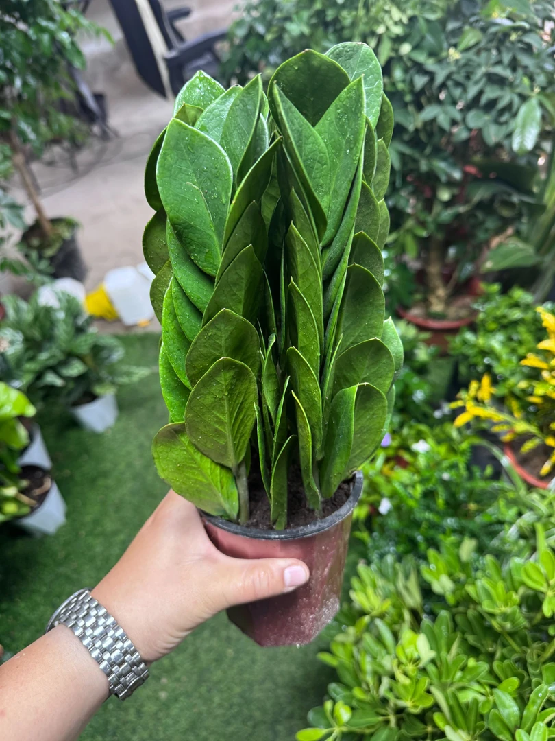 西藏包邮绿植-金钱树