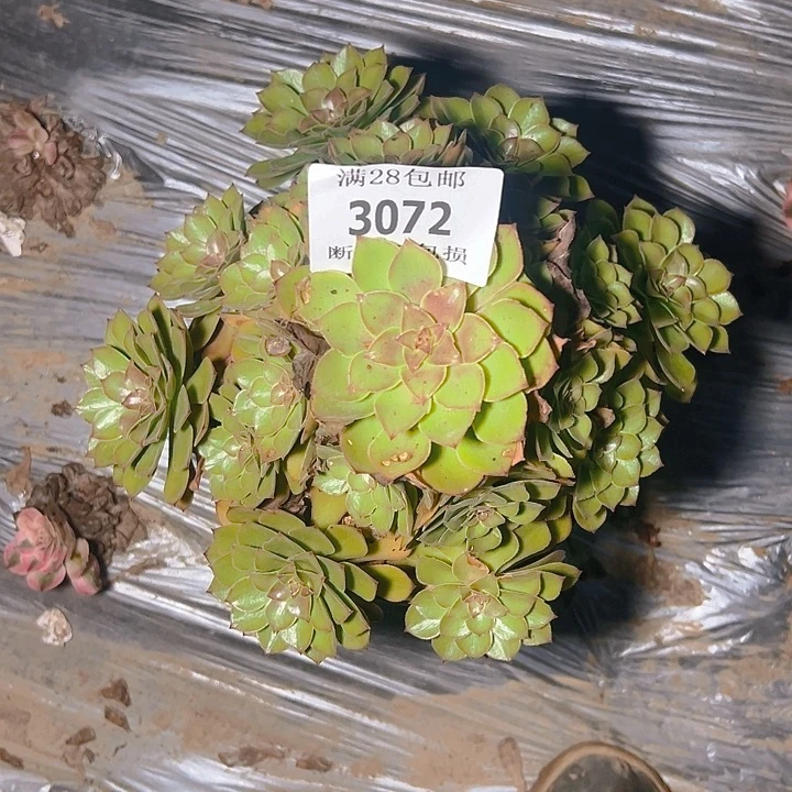 3072桃花石多肉植物