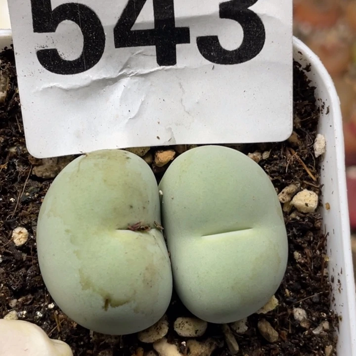 543双头鸽子蛋母本3.6cm