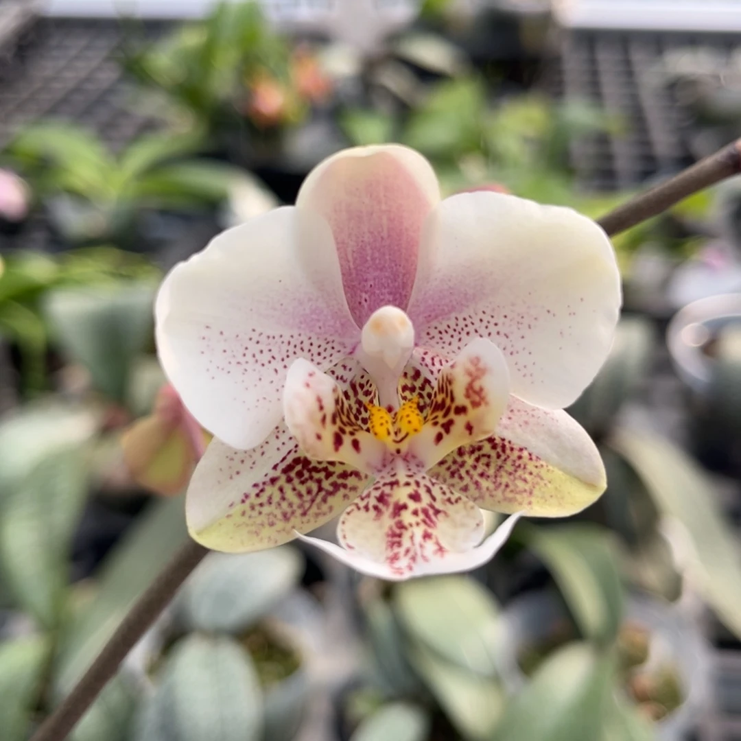 完全开放2.5寸西交白开花株