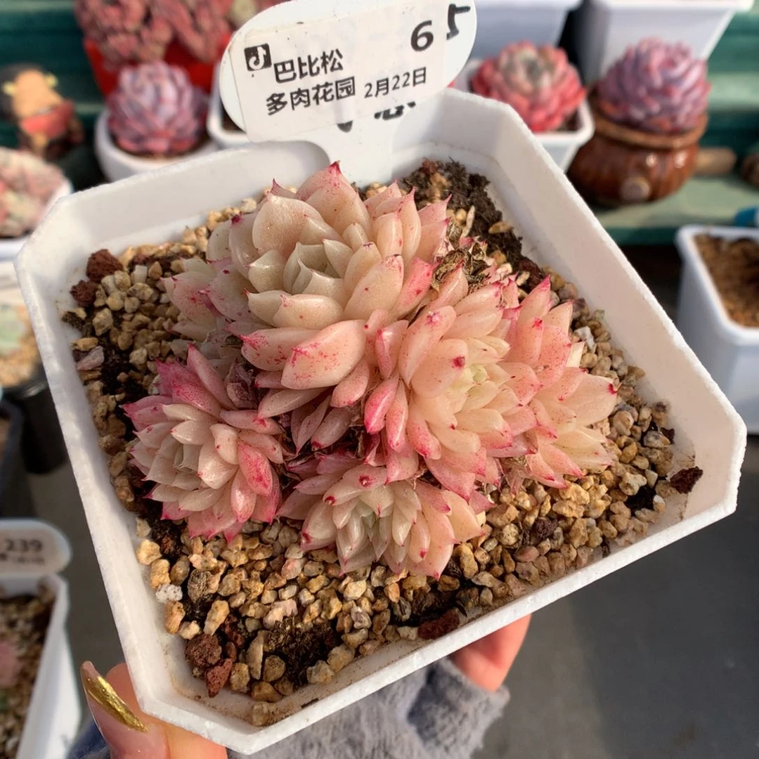 6麦杆多肉植物一个