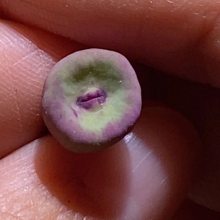 贝特芬贝特芬贝特芬