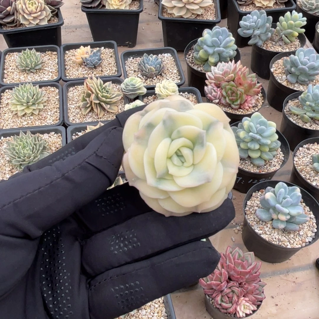 一物一拍不支持退换