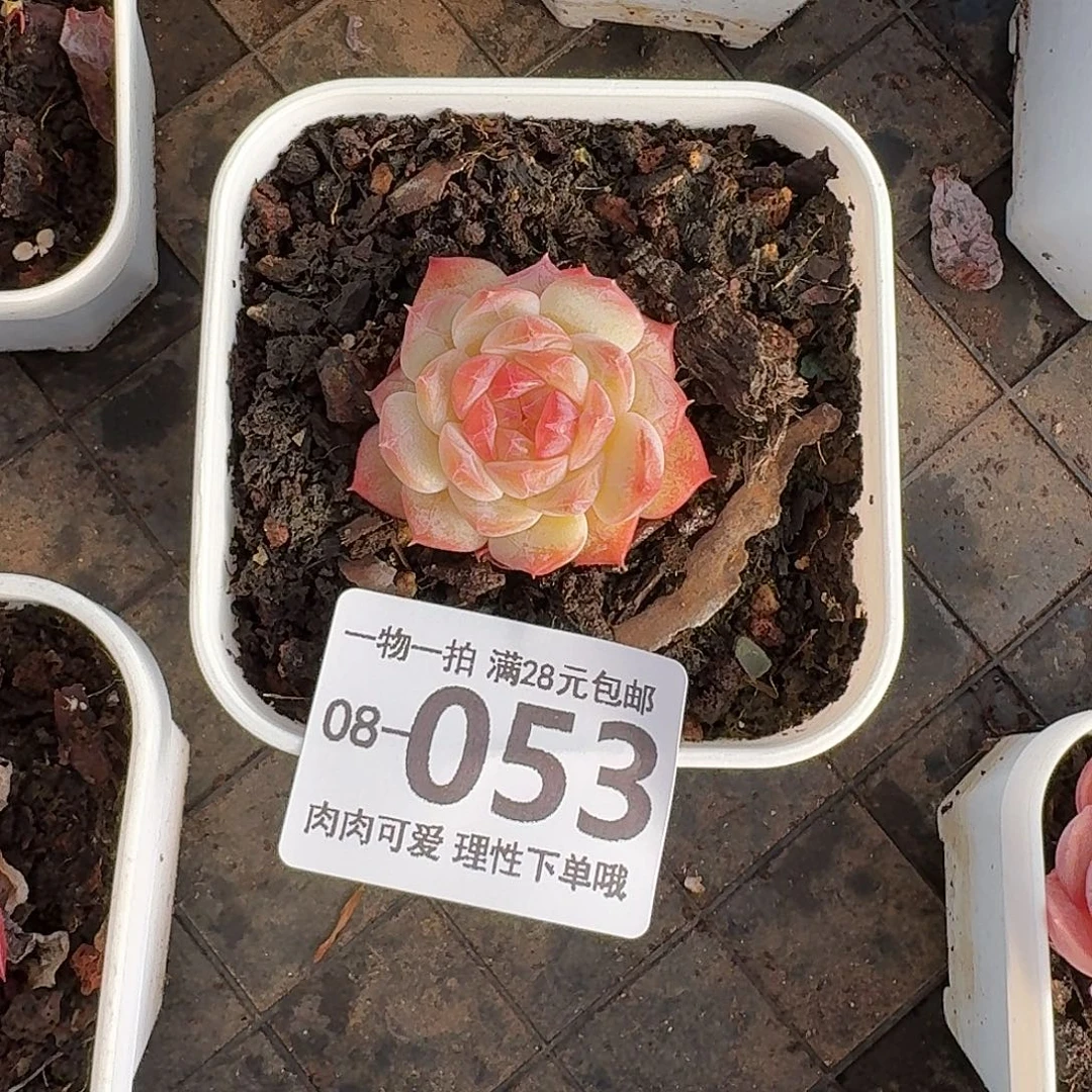 七仙女无盆无发发货