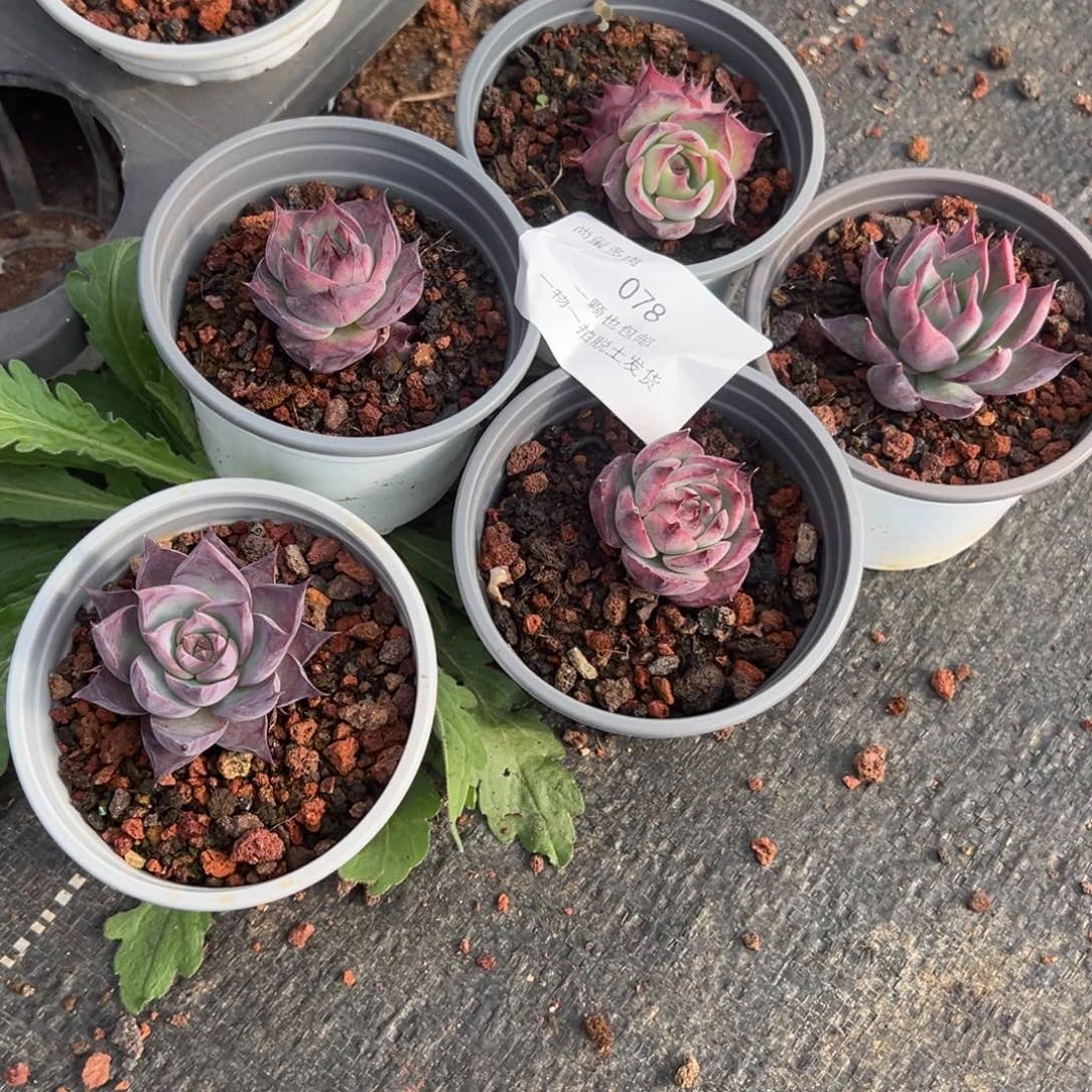 重****肉缘来多肉78号五颗小惊鸿