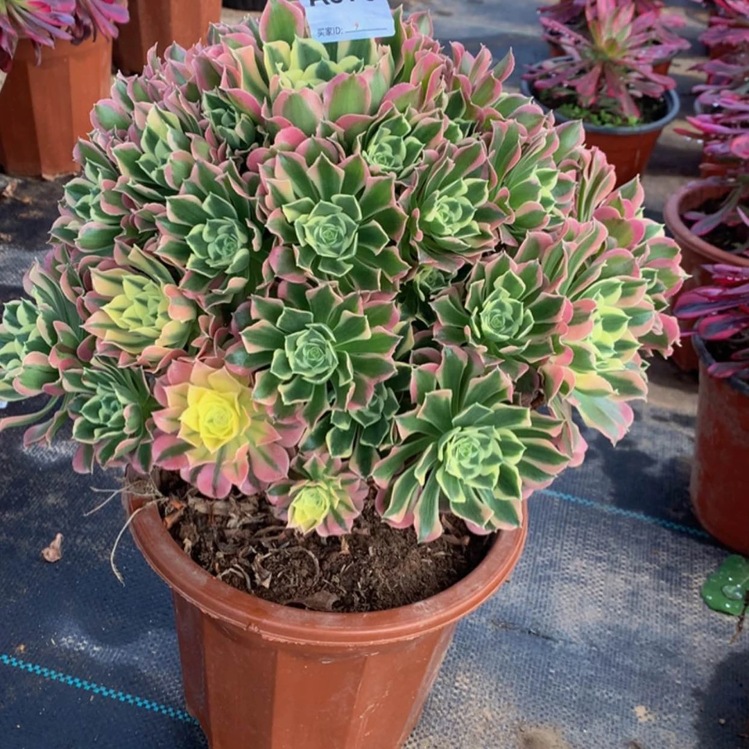 【闪购商品】970白凤