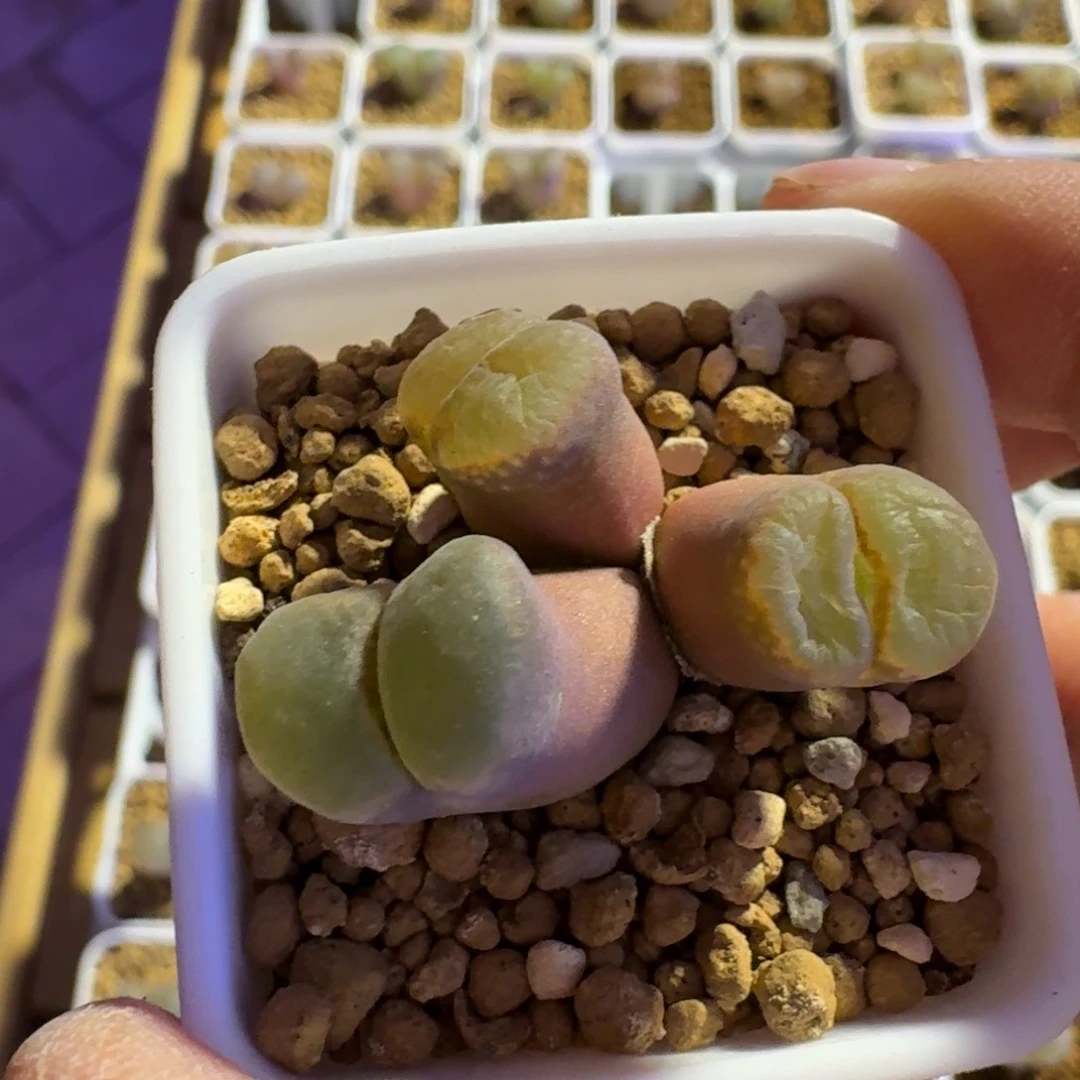 叮*猫多肉............