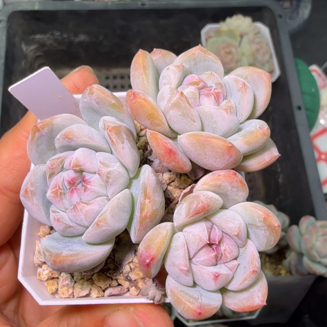 太妃糖多头不包整开播福利