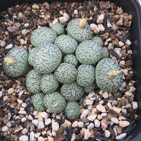 多肉肉锥 绿体墨小锥