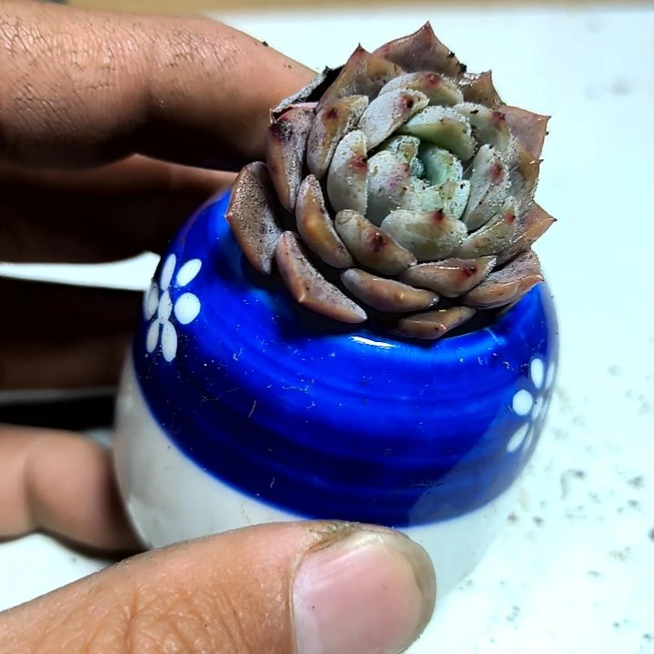 满6元包邮，纯爱三颗