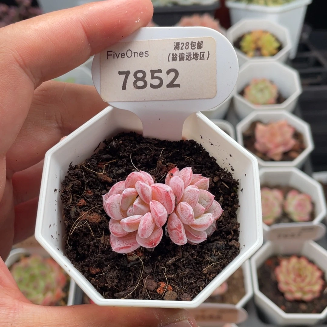 维特7852-4.0厘米