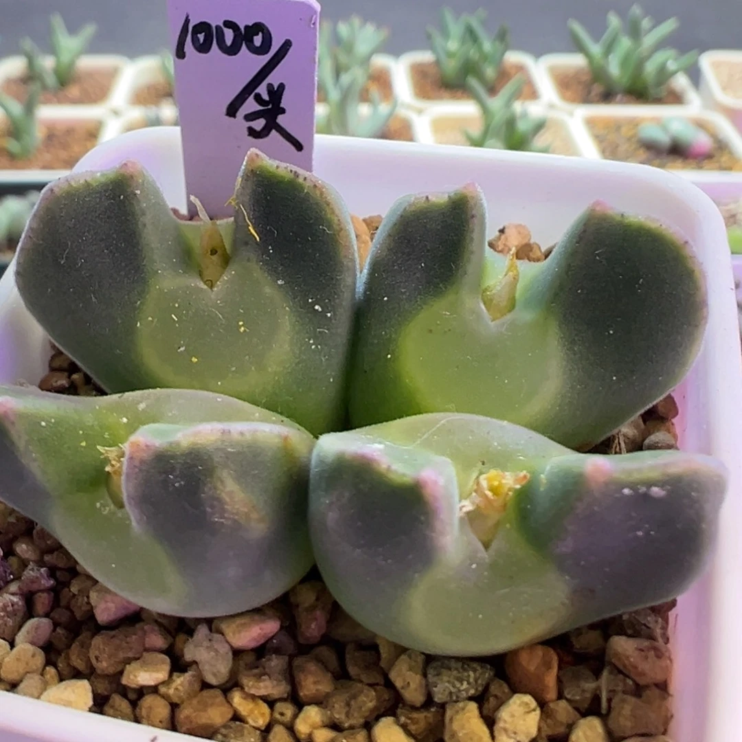 带腹棱4头大眼空蝉 肉锥植物