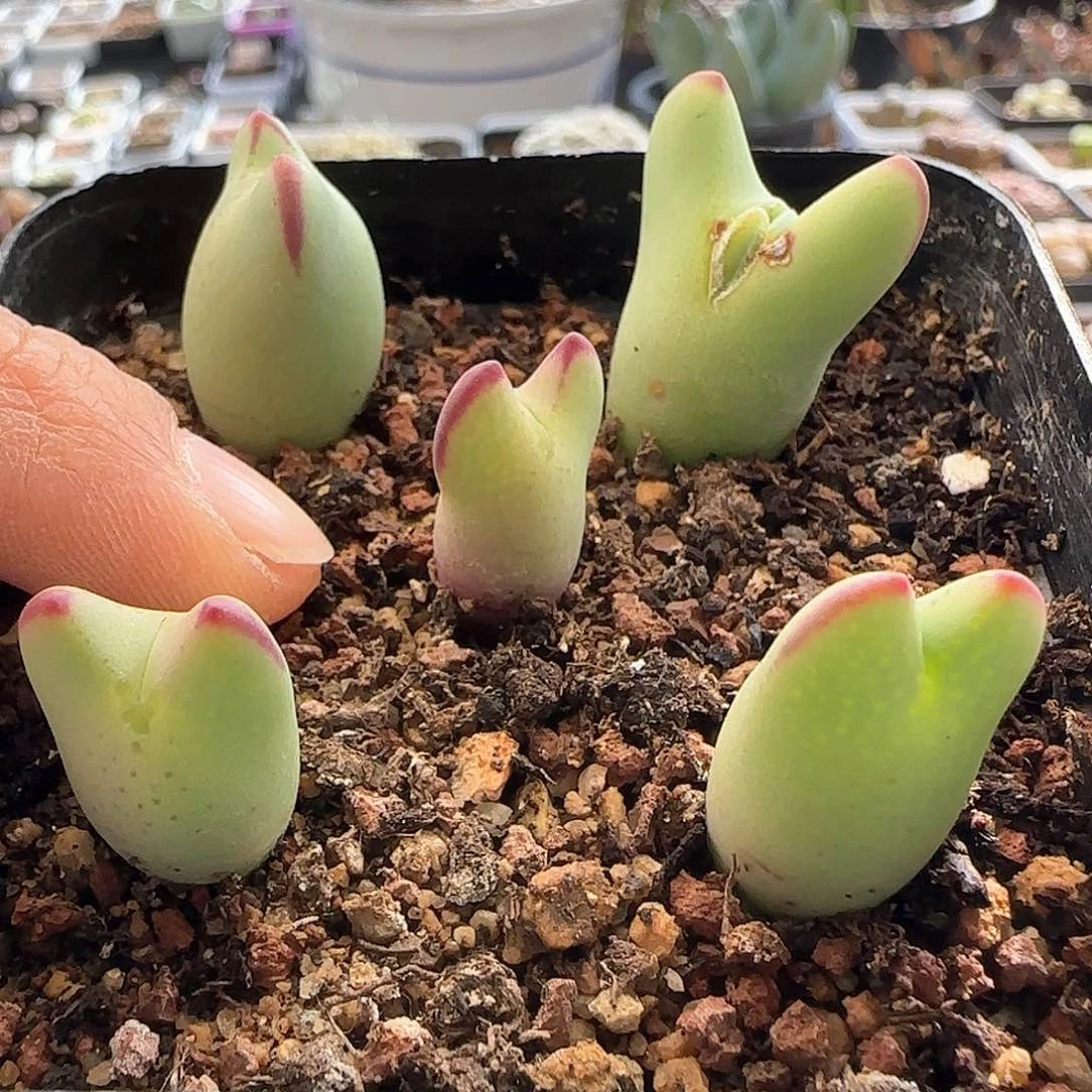 茳**姐28包邮脱土发货26914