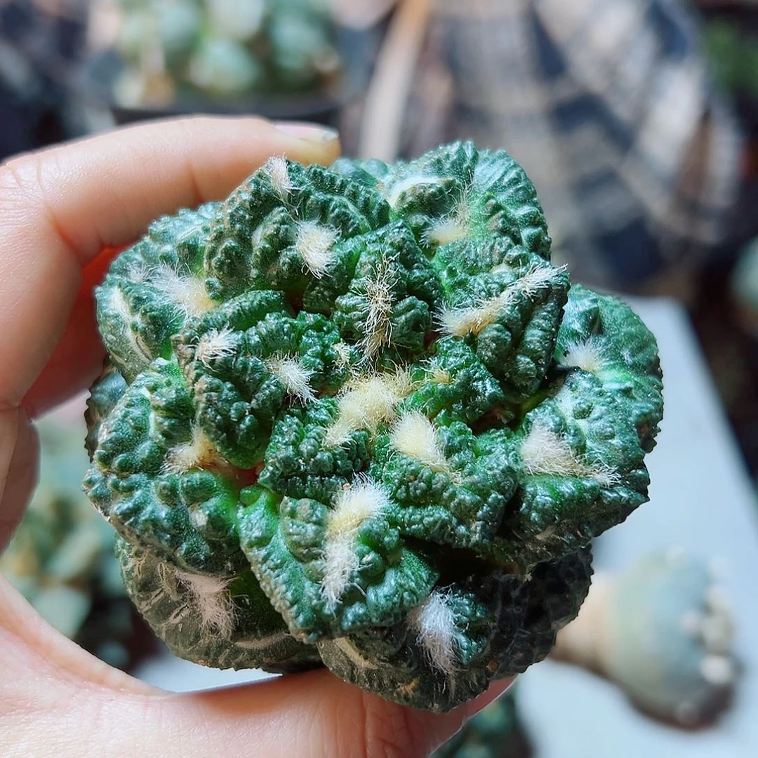 晚11号苗接无根龟甲牡丹7.6公分