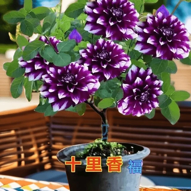 浓香型十里香栽培四季开花耐热芳香名贵绿植盆栽好养耐活花卉盆栽