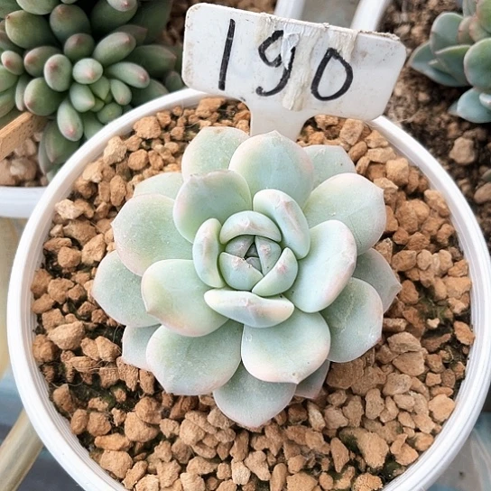 梦露锦190号码牌子的话