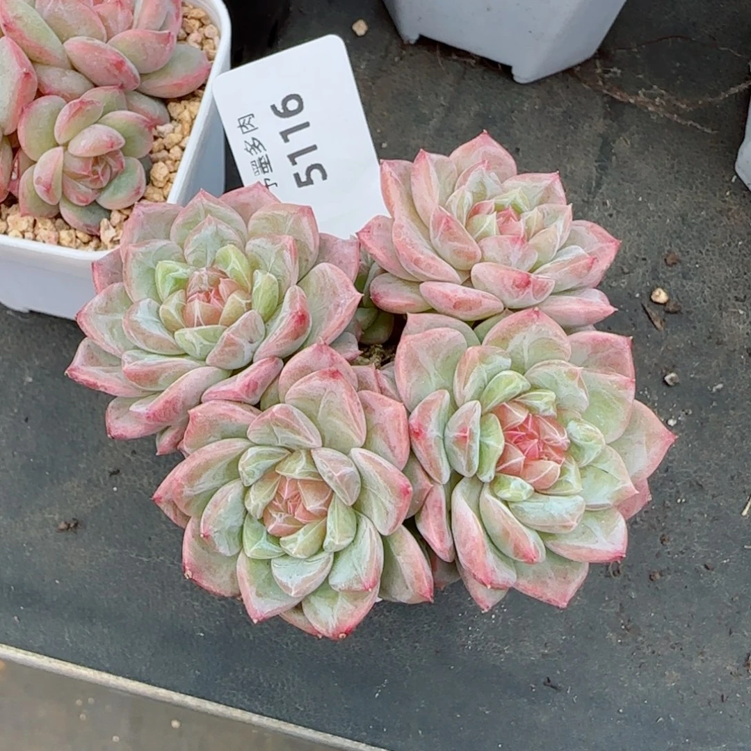 甜心群，5116有砍，，，