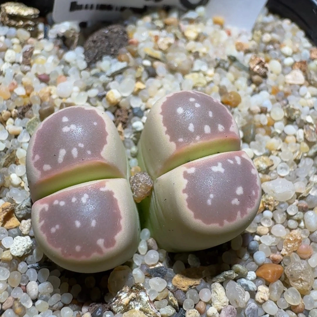 zzzz精品生石花500