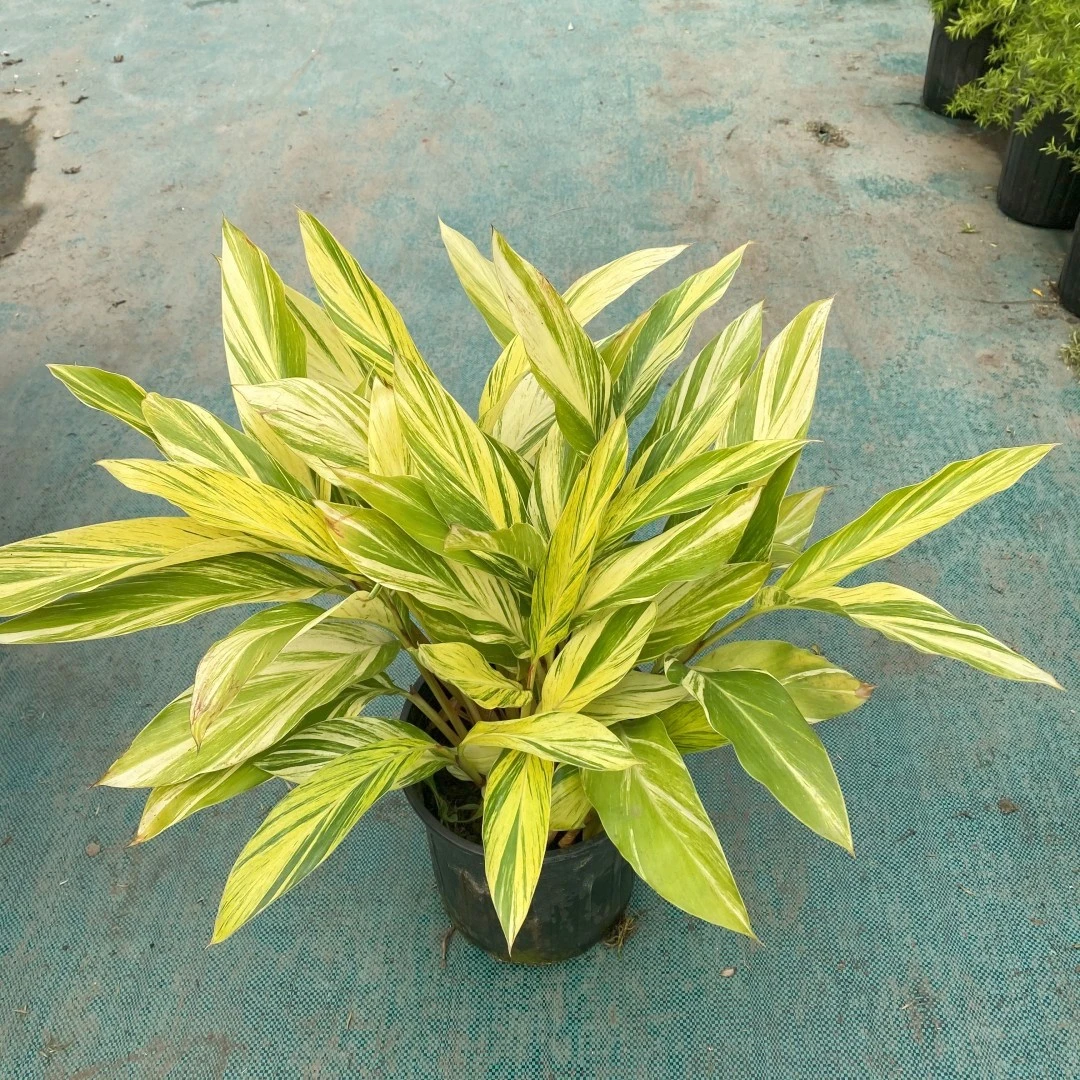 花叶良姜盆栽喜阳观花观叶植物花园庭院景观四季好养阳台绿植花卉