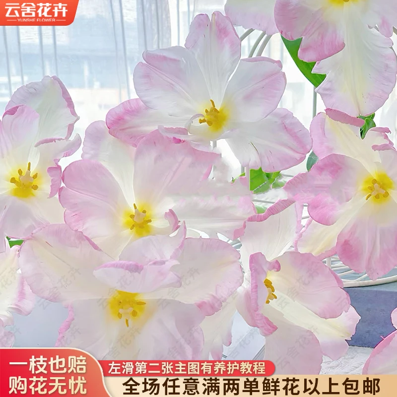 【云舍花卉】【方德】【双鱼座】郁金香 全场任意满两单及以上鲜花包邮