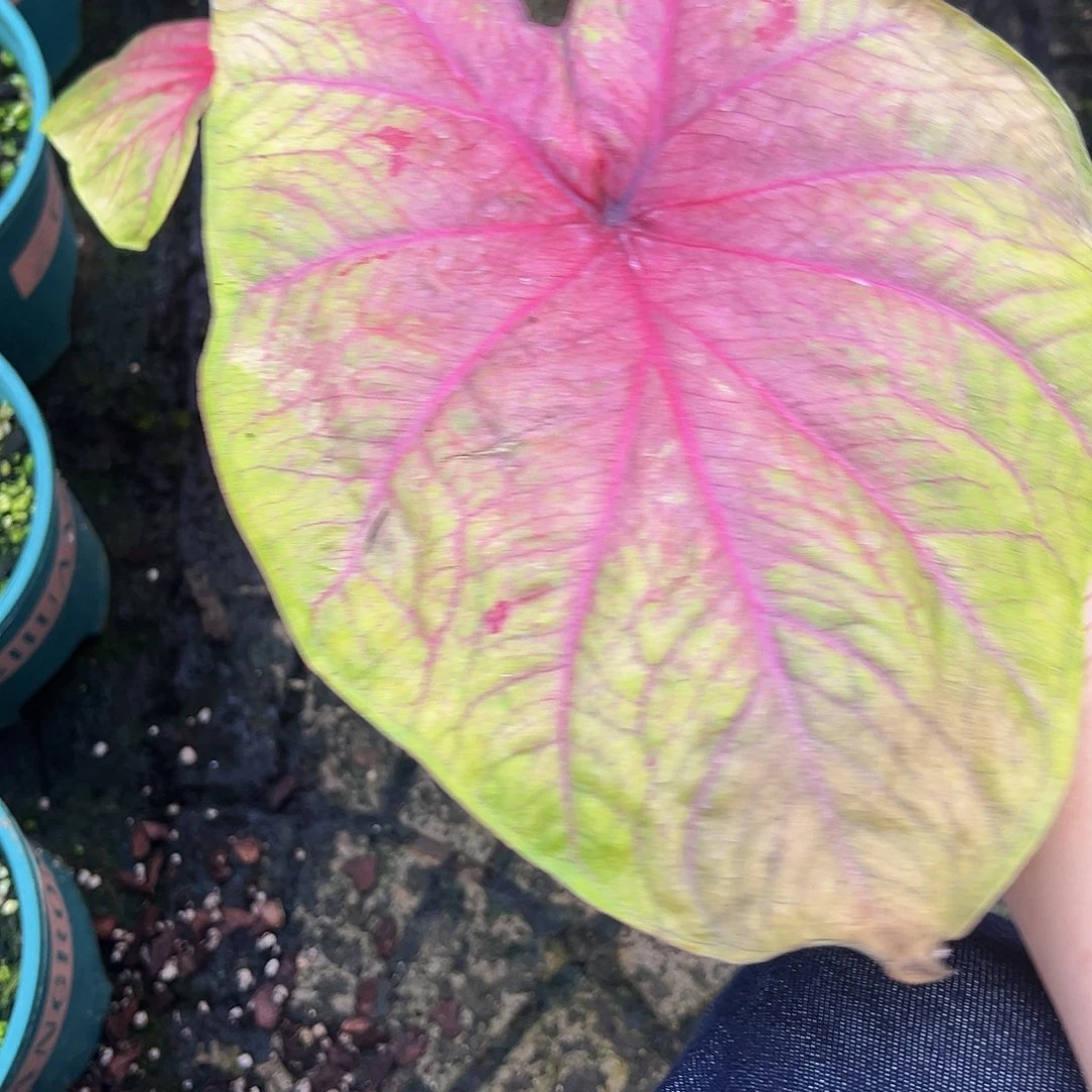 木***易完全开放3966。