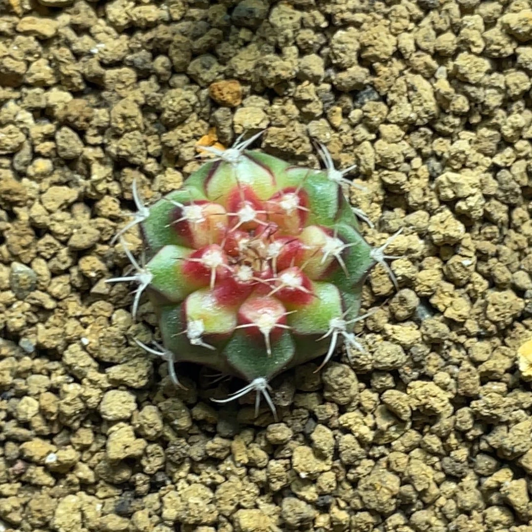 当前无花朵，栽培后可花朵小红帽子