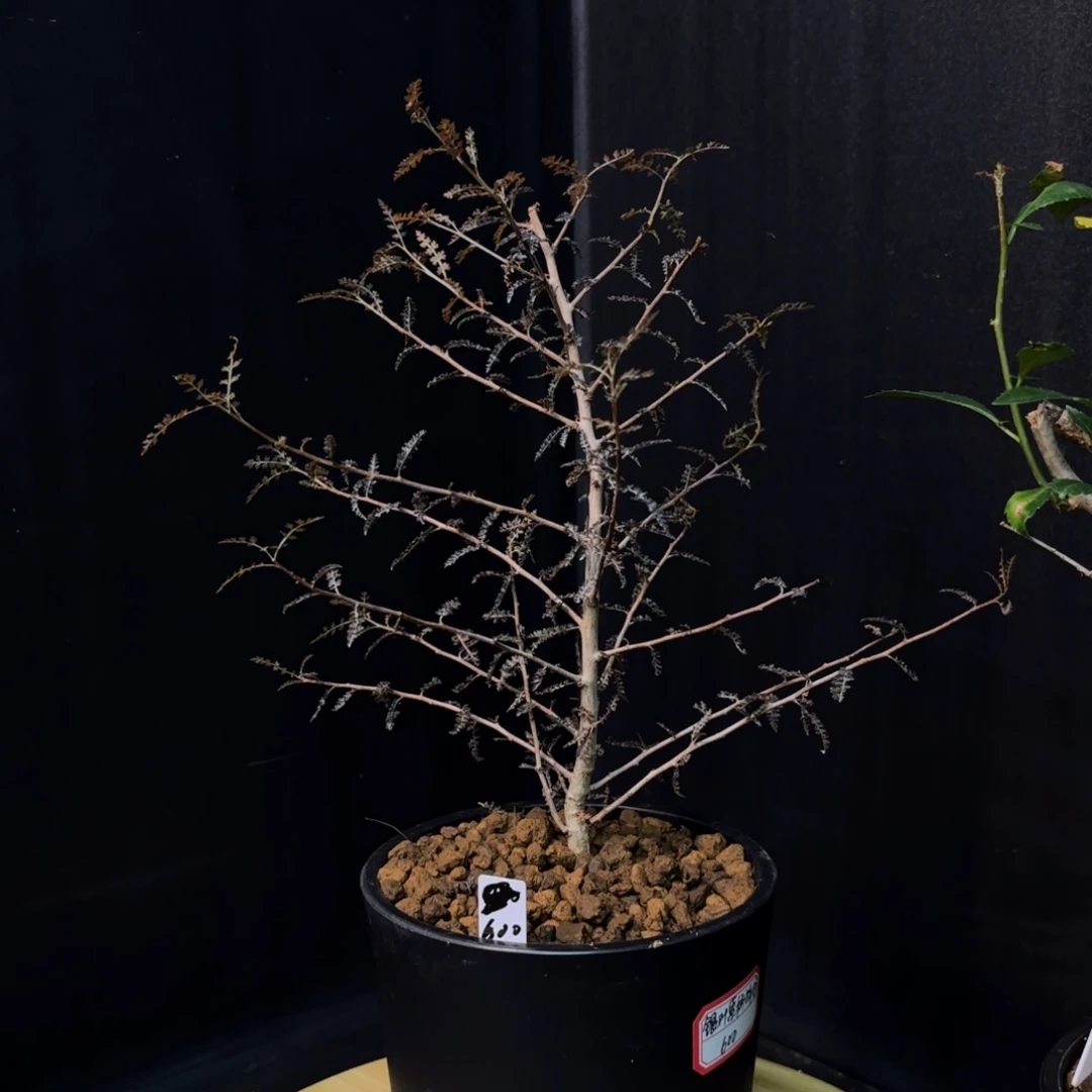 索科特拉乳香银叶版